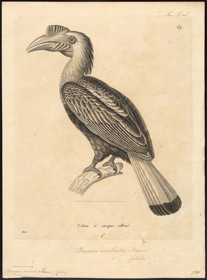 Buceros sulcatus - 1700-1880 - Print - Iconographia Zoologica - Special Collections University of Amsterdam - UBA01 IZ19300083