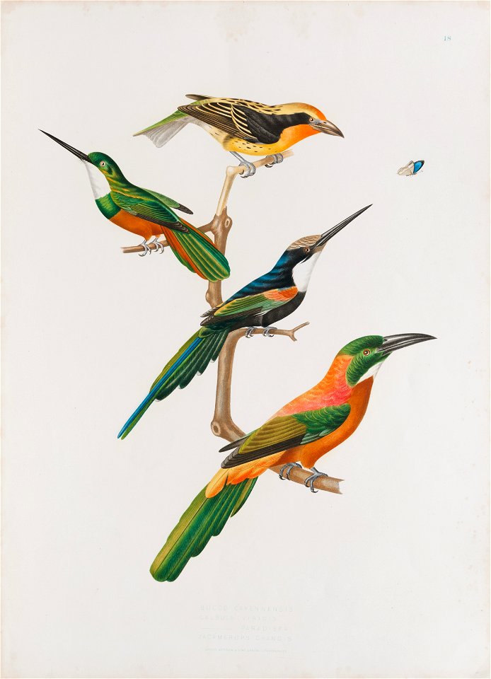 Bucco cayennensis - Calbula viridis - Calbula paradise - Jacamerops grandis, da Coleção Brasiliana Iconográfica