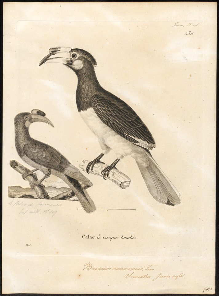 Buceros convexus - 1700-1880 - Print - Iconographia Zoologica - Special Collections University of Amsterdam - UBA01 IZ19300177