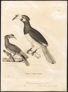 Buceros convexus - 1700-1880 - Print - Iconographia Zoologica - Special Collections University of Amsterdam - UBA01 IZ19300177