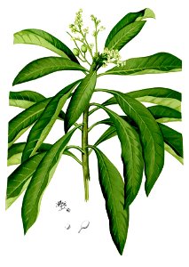 Buchanania florida Blanco1.63-cropped