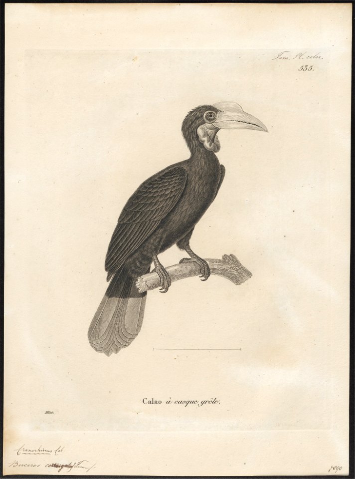 Buceros corrugatus - 1700-1880 - Print - Iconographia Zoologica - Special Collections University of Amsterdam - UBA01 IZ19300081