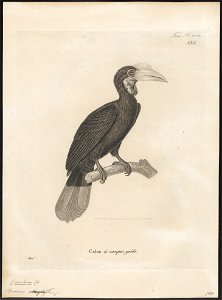 Buceros corrugatus - 1700-1880 - Print - Iconographia Zoologica - Special Collections University of Amsterdam - UBA01 IZ19300081