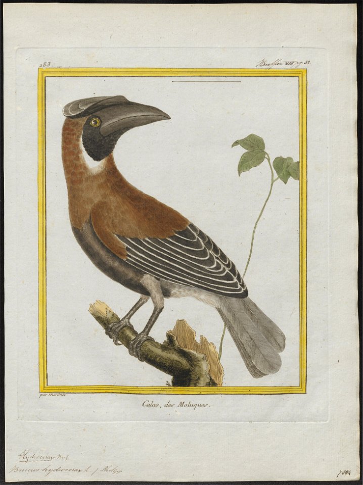 Buceros hydrocorax - 1700-1880 - Print - Iconographia Zoologica - Special Collections University of Amsterdam - UBA01 IZ19300165