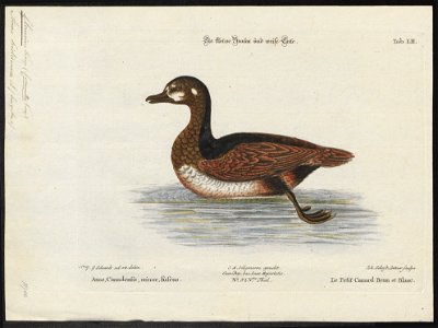 Bucephala histrionica - 1700-1880 - Print - Iconographia Zoologica - Special Collections University of Amsterdam - UBA01 IZ17700075