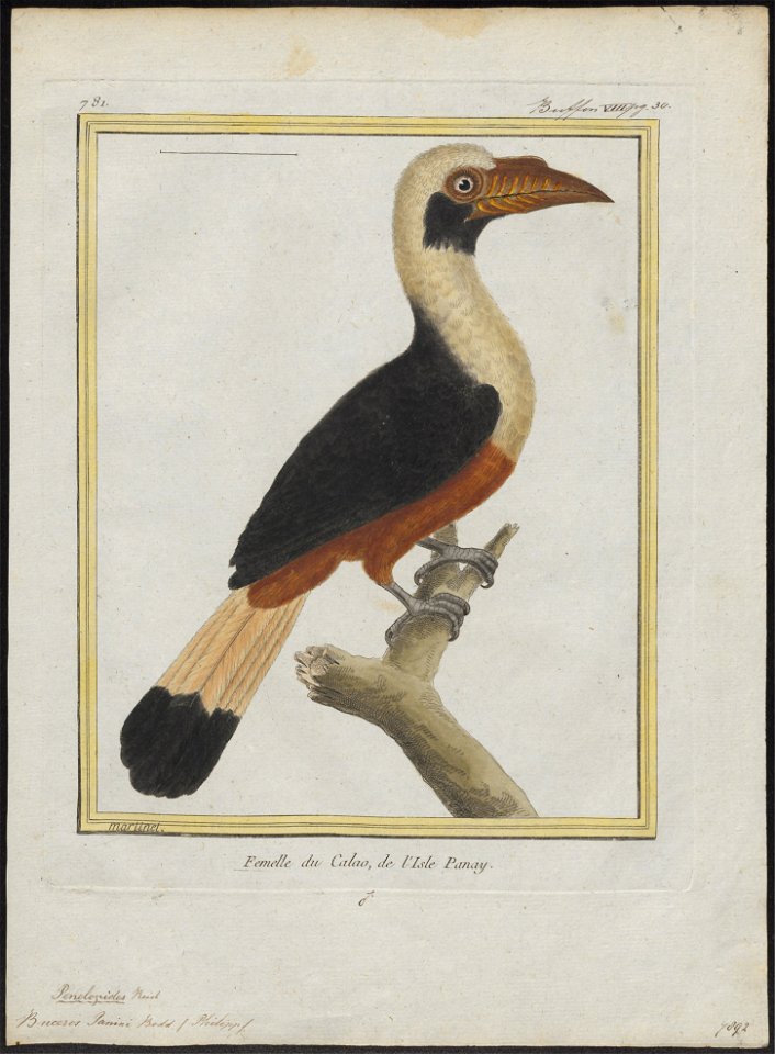 Buceros panini - 1700-1880 - Print - Iconographia Zoologica - Special Collections University of Amsterdam - UBA01 IZ19300093