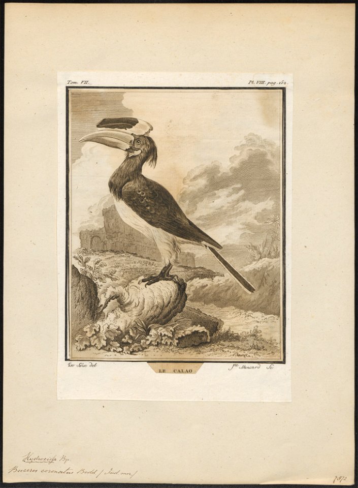 Buceros coronatus - 1700-1880 - Print - Iconographia Zoologica - Special Collections University of Amsterdam - UBA01 IZ19300191