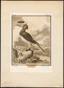 Buceros coronatus - 1700-1880 - Print - Iconographia Zoologica - Special Collections University of Amsterdam - UBA01 IZ19300191
