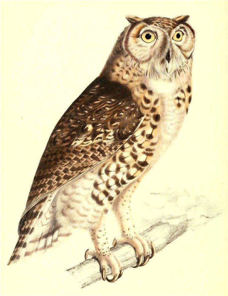 Bubo capensis 1838
