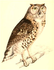 Bubo capensis 1838