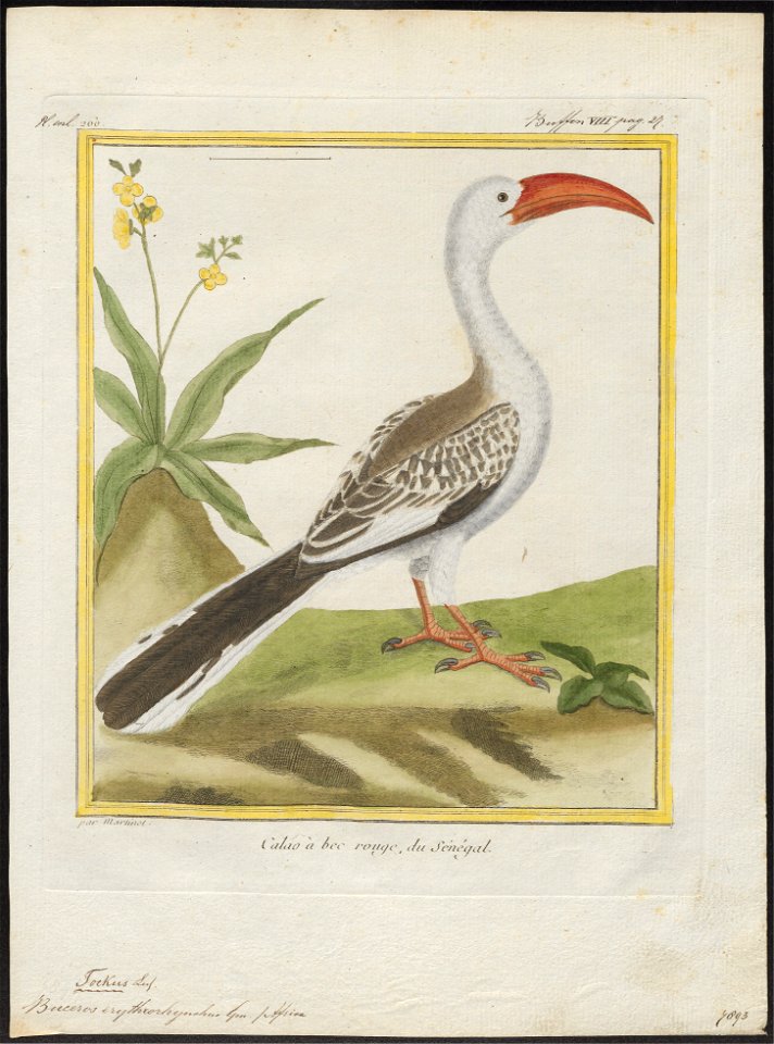 Buceros erythrorhynchus - 1700-1880 - Print - Iconographia Zoologica - Special Collections University of Amsterdam - UBA01 IZ19300101