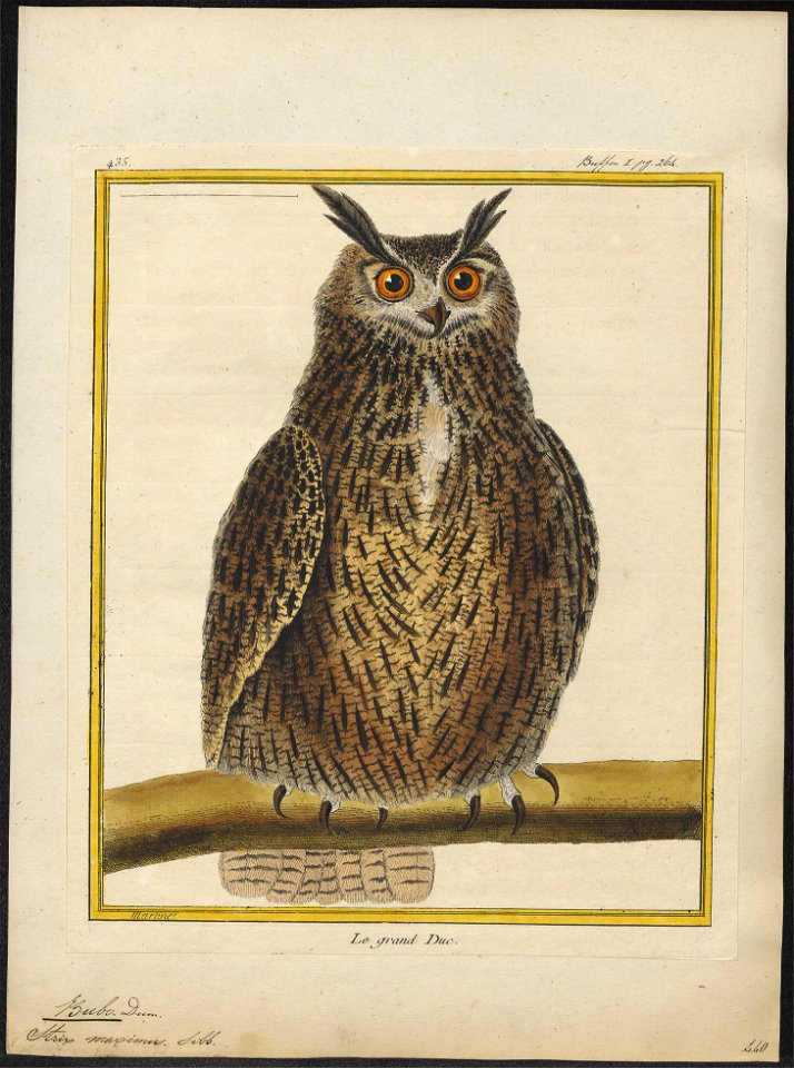Bubo maximus - 1700-1880 - Print - Iconographia Zoologica - Special Collections University of Amsterdam - UBA01 IZ18400065
