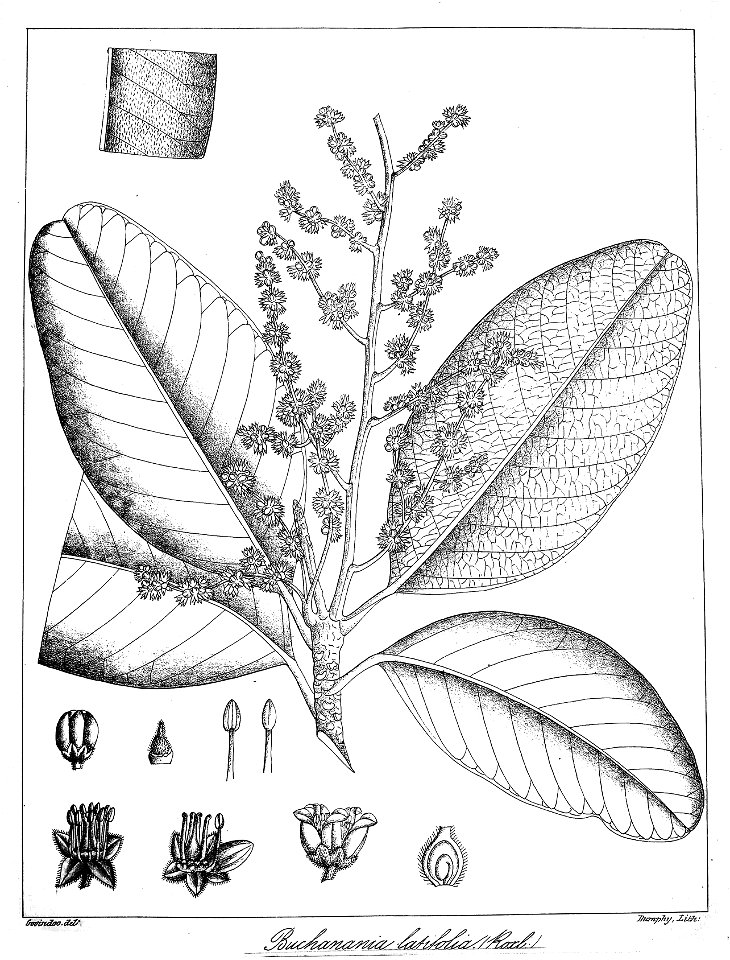 Buchanania latifolia Govindoo