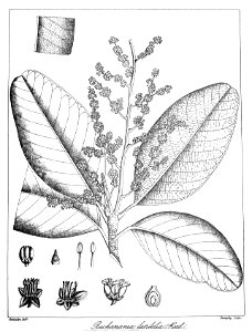 Buchanania latifolia Govindoo
