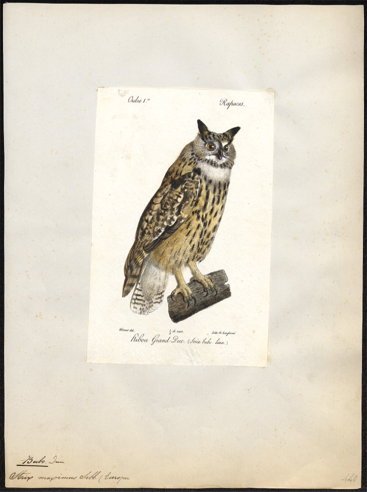 Bubo maximus - 1842-1848 - Print - Iconographia Zoologica - Special Collections University of Amsterdam - UBA01 IZ18400059