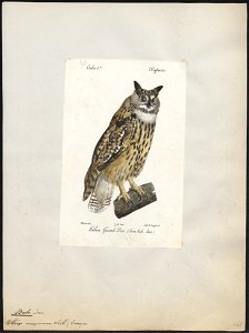 Bubo maximus - 1842-1848 - Print - Iconographia Zoologica - Special Collections University of Amsterdam - UBA01 IZ18400059