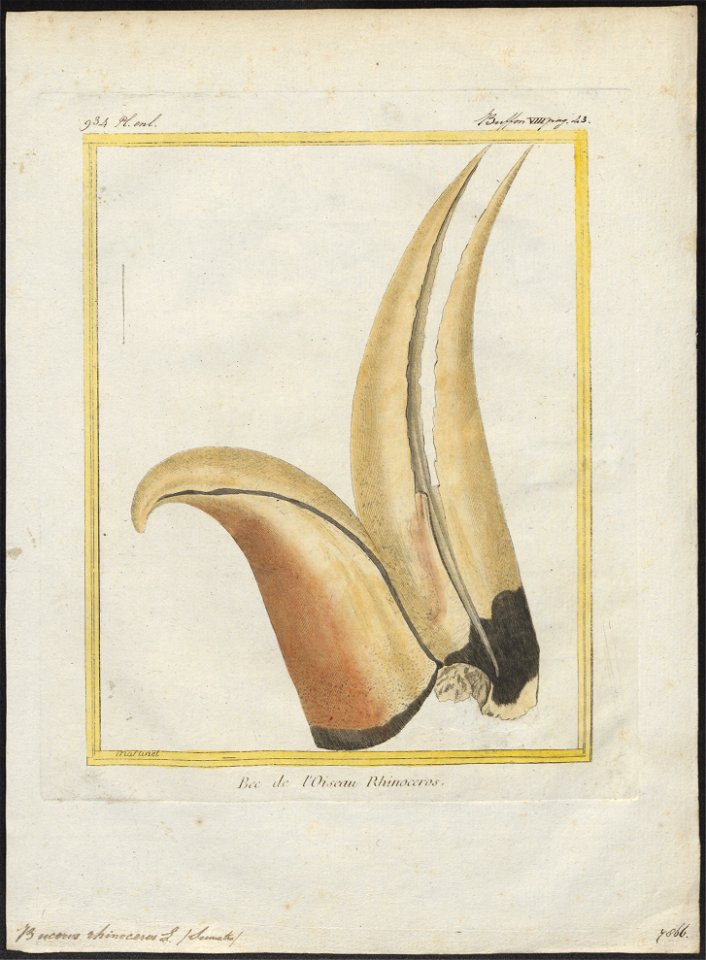 Buceros rhinoceros - snavel - 1700-1880 - Print - Iconographia Zoologica - Special Collections University of Amsterdam - UBA01 IZ19300218