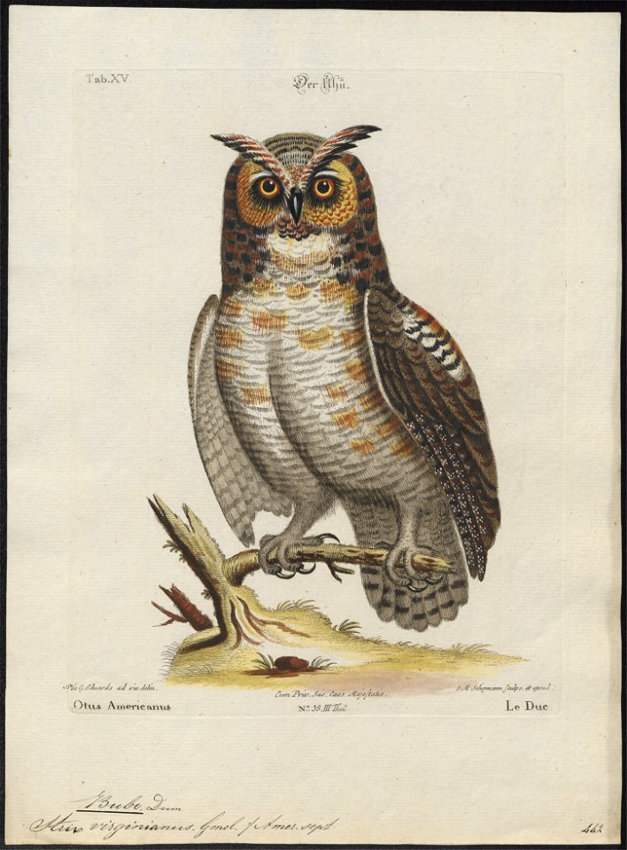 Bubo virginianus - 1700-1880 - Print - Iconographia Zoologica - Special Collections University of Amsterdam - UBA01 IZ18400085