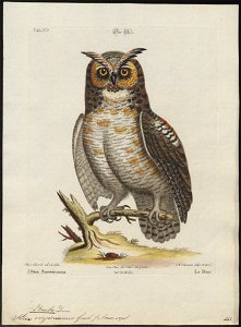 Bubo virginianus - 1700-1880 - Print - Iconographia Zoologica - Special Collections University of Amsterdam - UBA01 IZ18400085