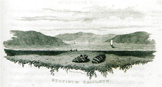 Buccinum Galileum - Clarke Edward Daniel - 1824