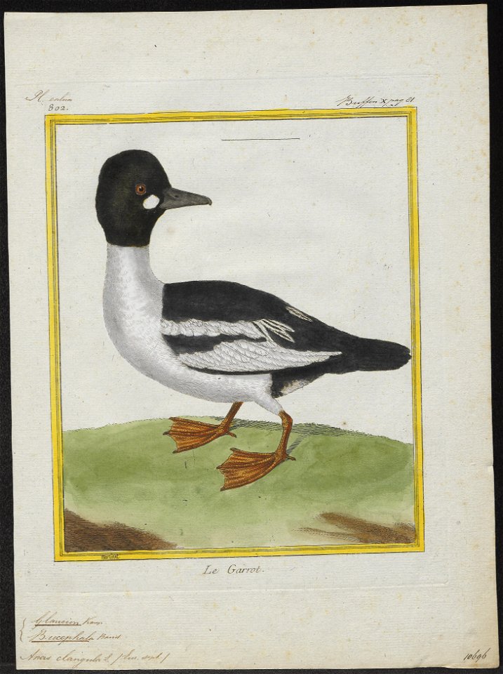 Bucephala clangula - 1700-1880 - Print - Iconographia Zoologica - Special Collections University of Amsterdam - UBA01 IZ17700051