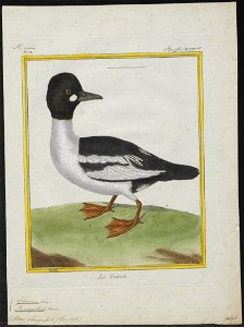 Bucephala clangula - 1700-1880 - Print - Iconographia Zoologica - Special Collections University of Amsterdam - UBA01 IZ17700051