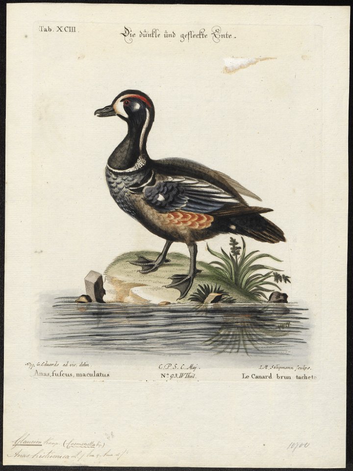 Bucephala histrionica - 1700-1880 - Print - Iconographia Zoologica - Special Collections University of Amsterdam - UBA01 IZ17700073