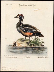 Bucephala histrionica - 1700-1880 - Print - Iconographia Zoologica - Special Collections University of Amsterdam - UBA01 IZ17700073