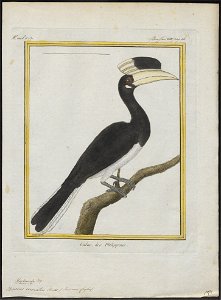 Buceros coronatus - 1700-1880 - Print - Iconographia Zoologica - Special Collections University of Amsterdam - UBA01 IZ19300189