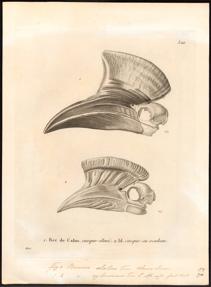 Buceros elatus - schedel - 1700-1880 - Print - Iconographia Zoologica - Special Collections University of Amsterdam - UBA01 IZ19300127