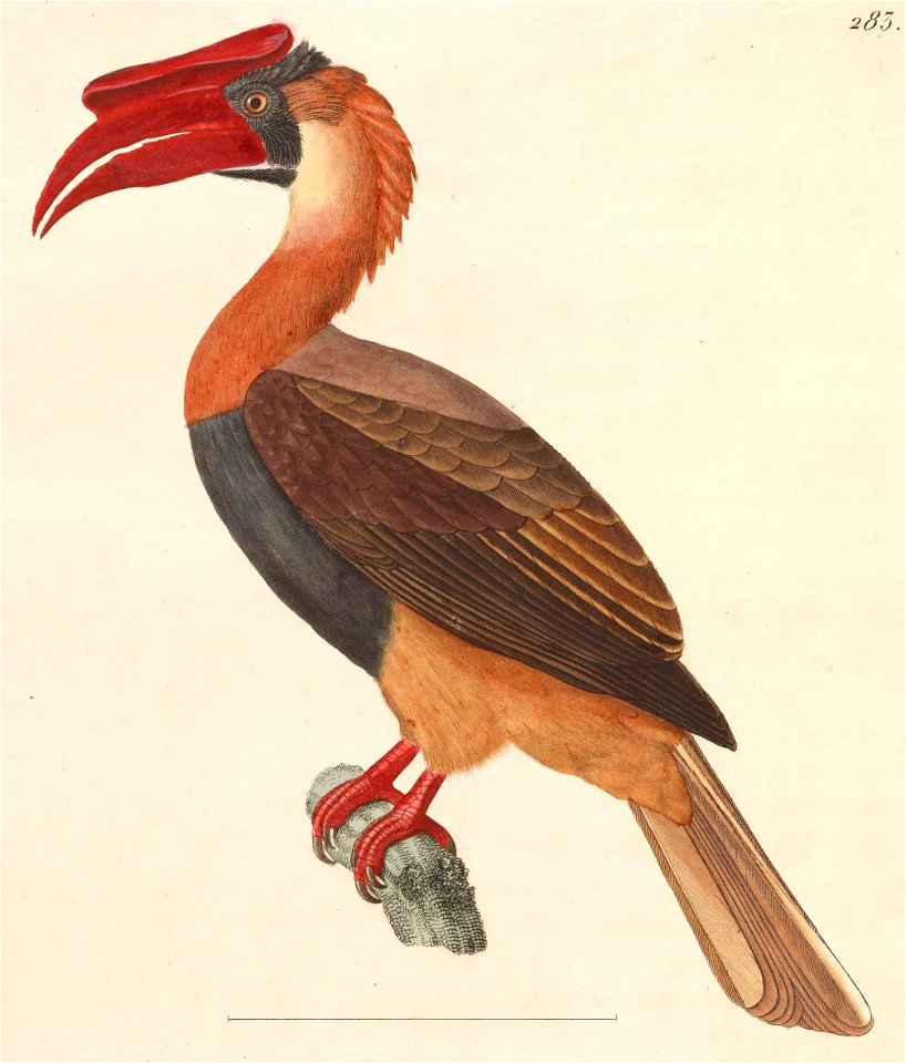 Buceros hydrocorax 1838