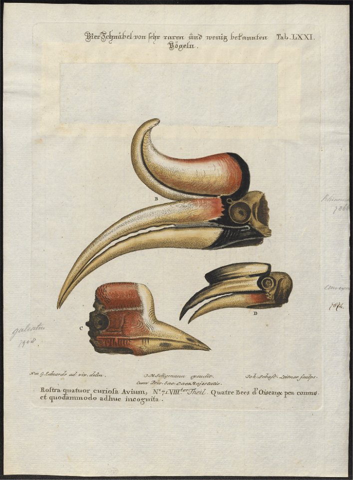 Buceros rhinoceros - snavel - 1700-1880 - Print - Iconographia Zoologica - Special Collections University of Amsterdam - UBA01 IZ19300212