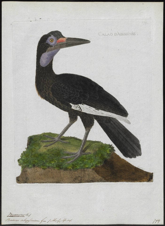 Bucorvus abyssinicus - 1790-1796 - Print - Iconographia Zoologica - Special Collections University of Amsterdam - UBA01 IZ19300153