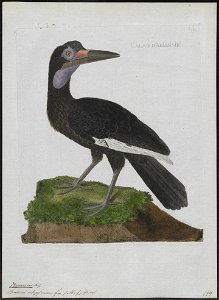 Bucorvus abyssinicus - 1790-1796 - Print - Iconographia Zoologica - Special Collections University of Amsterdam - UBA01 IZ19300153