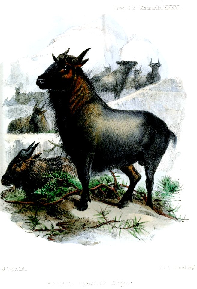 BudorcasTaxicolorWolf