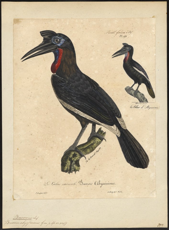 Bucorvus abyssinicus - 1825-1834 - Print - Iconographia Zoologica - Special Collections University of Amsterdam - UBA01 IZ19300139