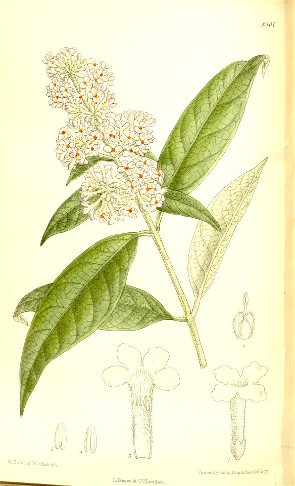 Buddleia officinalis 137-8401