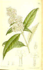 Buddleia officinalis 137-8401