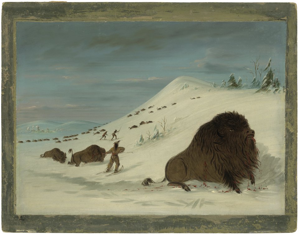 Buffalo Lancing in the Snow Drifts - Sioux C15897