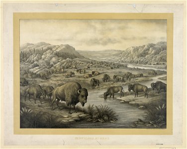 Buffaloes at rest LCCN93506232