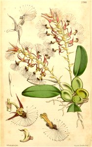 Bulbophyllum barbigerum (spelled Bolbophyllum barbigerum) - Curtis' 87 (Ser. 3 no. 17) pl. 5288 (1861). Free illustration for personal and commercial use.