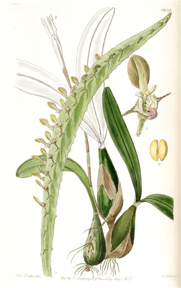 Bulbophyllum calyptratum var. calyptratum (as Megaclinium maximum) - Edwards vol 23 pl 1959 (1837)