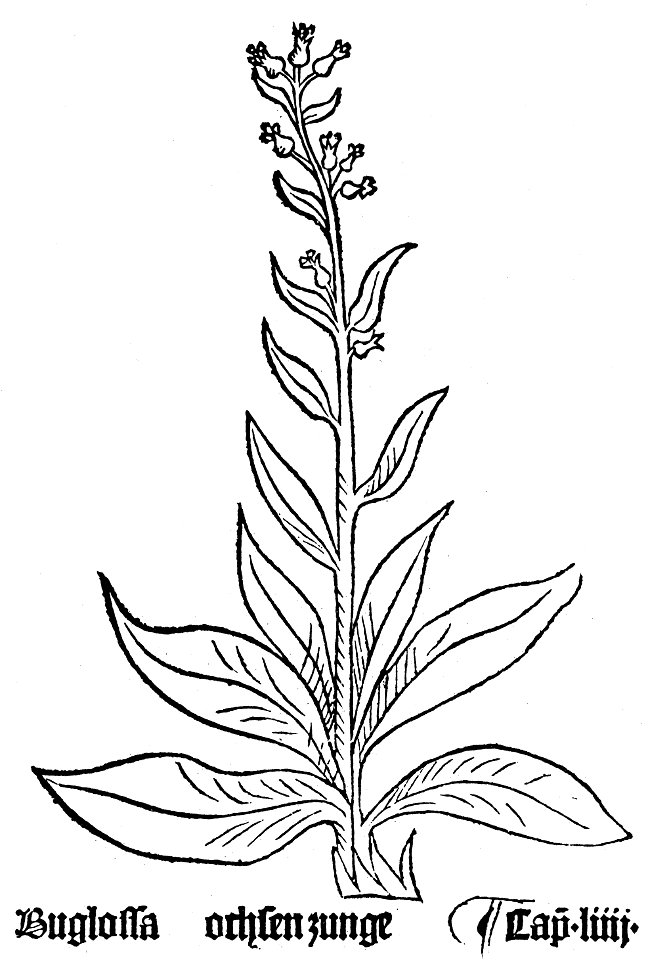 Buglossa Gart