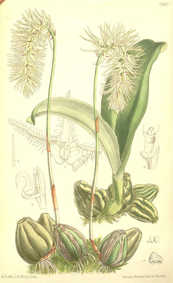 Bulbophyllum comosum