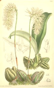 Bulbophyllum comosum