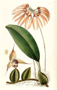 Bulbophyllum eberhardtii or Bulbophyllum longiflorum (as Cirrhopetalum thouarsii) - Edwards vol 24 (NS 1) pl 11 (1838)
