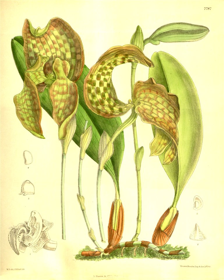 Bulbophyllum grandiflorum