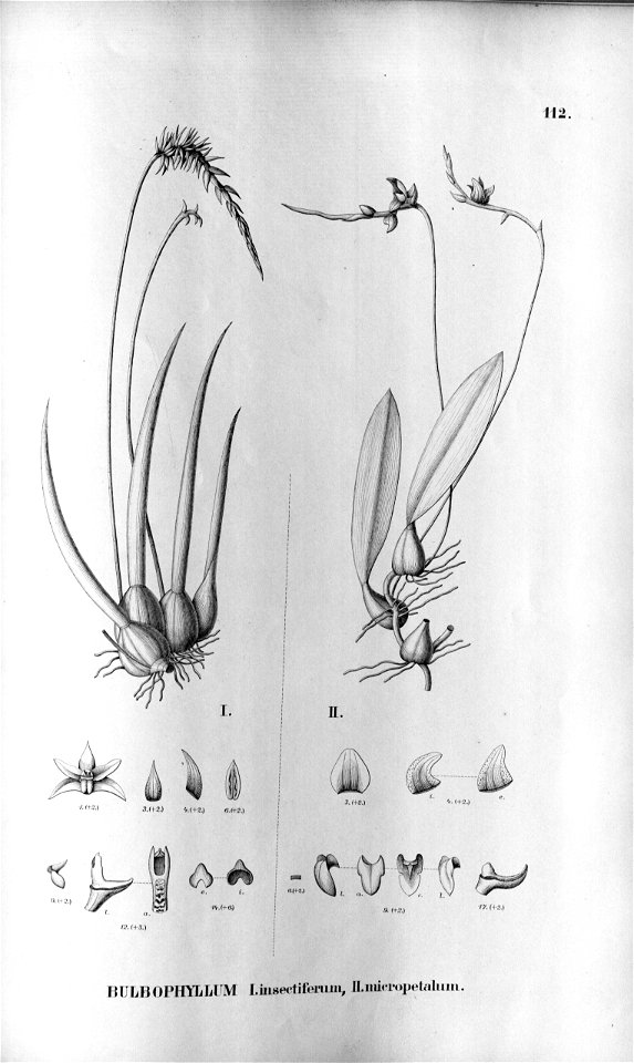 Bulbophyllum insectiferum - Bulbophyllum cribbianum (as Bulbophyllum micropetalum) - Fl.Br. 3-5-112. Free illustration for personal and commercial use.