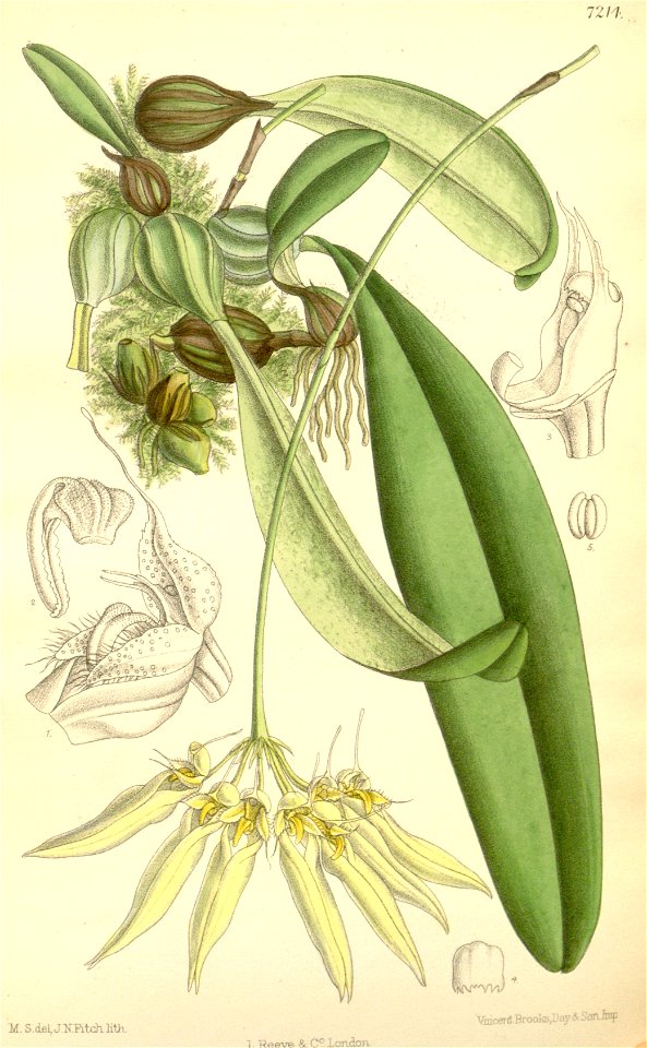 Bulbophyllum longiflorum (as Cirrhopetalum thouarsii) - Curtis' 118 (Ser. 3 no. 48) pl. 7214 (1892). Free illustration for personal and commercial use.