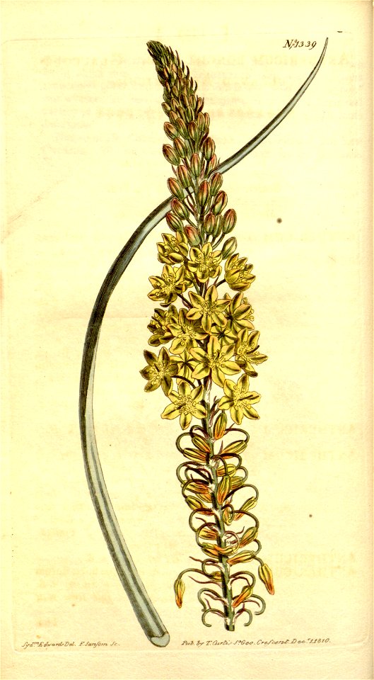 Bulbine asphodeloides (as Anthericum longiscapum) 33.1339